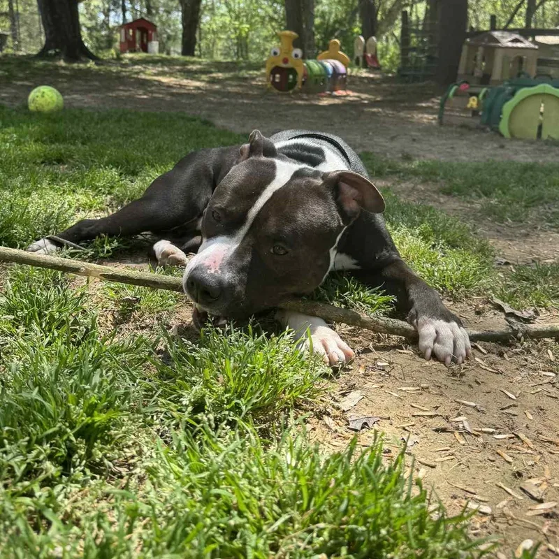 Goldberg thumbnail 4