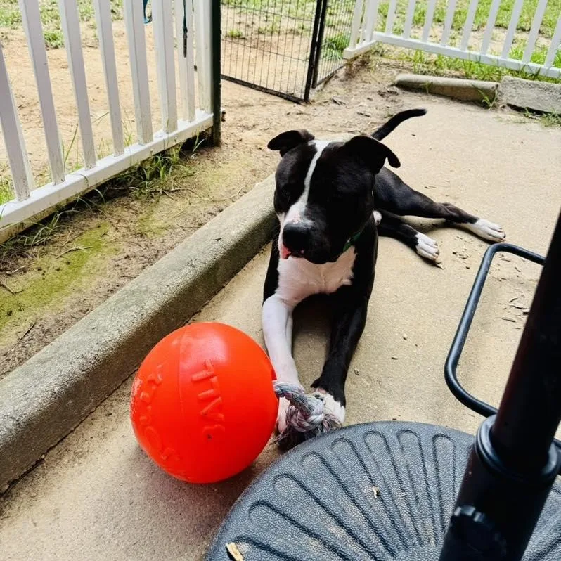 Goldberg thumbnail 6