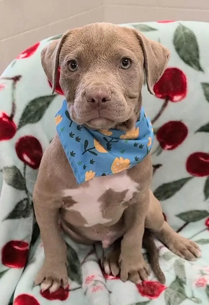 A baby medium-sized male White / Cream Pit Bull Terrier dog named Julian for adoption in Wenonah, NJ
