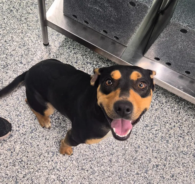 A young medium-sized male Terrier dog named Loki for adoption in Athens, TN
