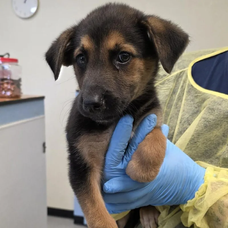 A baby small-sized female White / Cream German Shepherd Dog dog named Naomi for adoption in Bastrop, TX