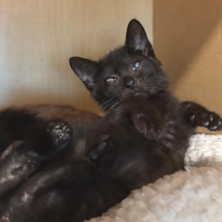 A baby small-sized male Black Domestic Short Hair cat named Cow for adoption in Washington Township, OH
