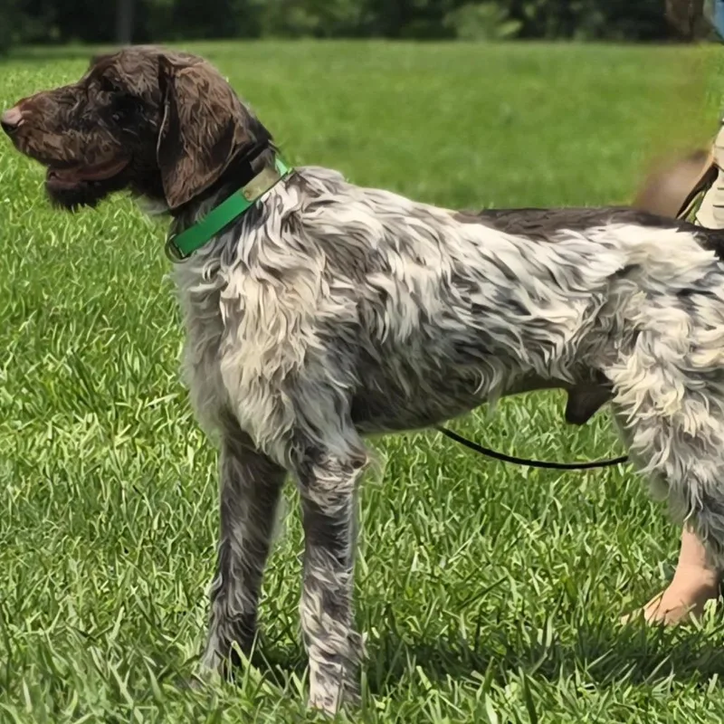 An adult small-sized male Brown / Chocolate German Wirehaired Pointer dog named Lil Man for adoption in Santa Rosa, CA