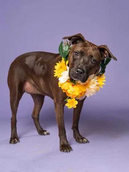 An adult large-sized female Pit Bull Terrier dog named Amy for adoption in Atlanta, GA