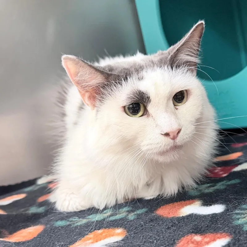 A senior medium-sized female Gray / Blue / Silver Domestic Long Hair cat named Ava for adoption in Titusville, FL