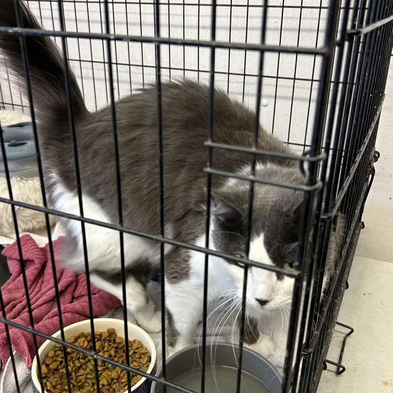 An adult large-sized male Gray & White Maine Coon cat named Bean and Gideon for adoption in Charles City, VA