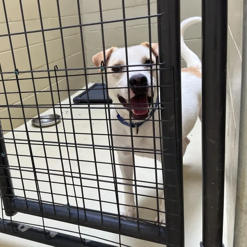 An adult medium-sized male White / Cream Hound dog named George Jones for adoption in Clarksville, VA