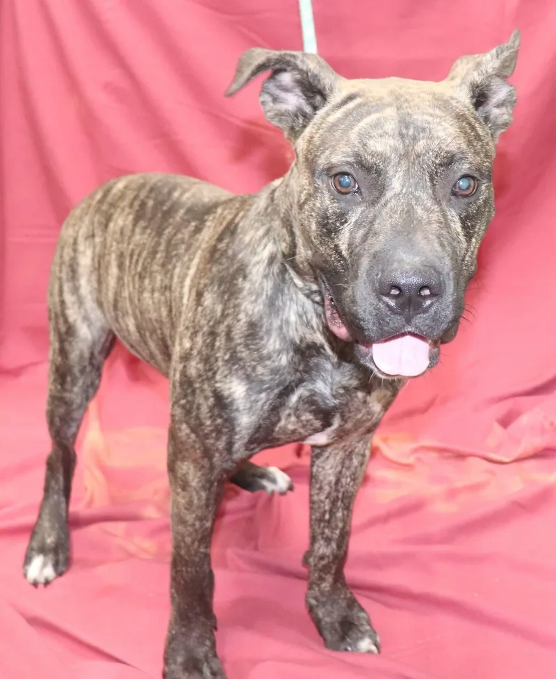 An adult medium-sized male Pit Bull Terrier dog named Meatball for adoption in Manchester, CT