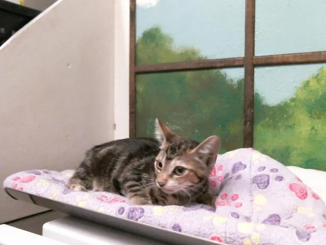 A baby small-sized female Domestic Short Hair cat named Silkie for adoption in Houston, TX