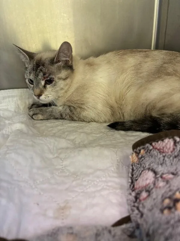 An adult medium-sized female Tabby (Gray / Blue / Silver) Domestic Short Hair cat named Smudge for adoption in Warren, PA