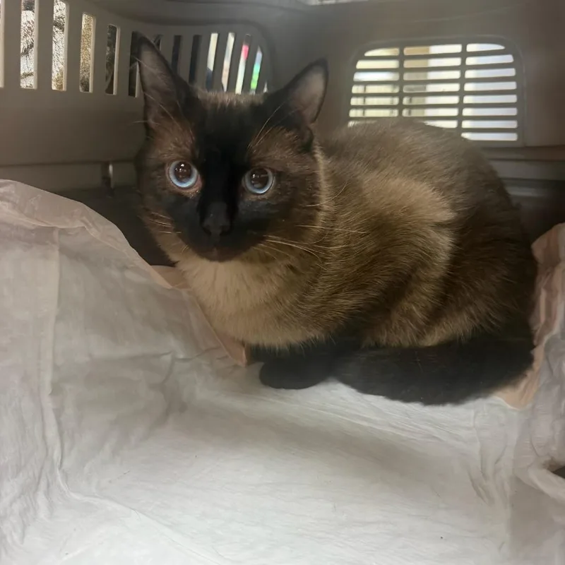 An adult small-sized male American Shorthair cat named Cosmic Brownie for adoption in Donalsonville, GA