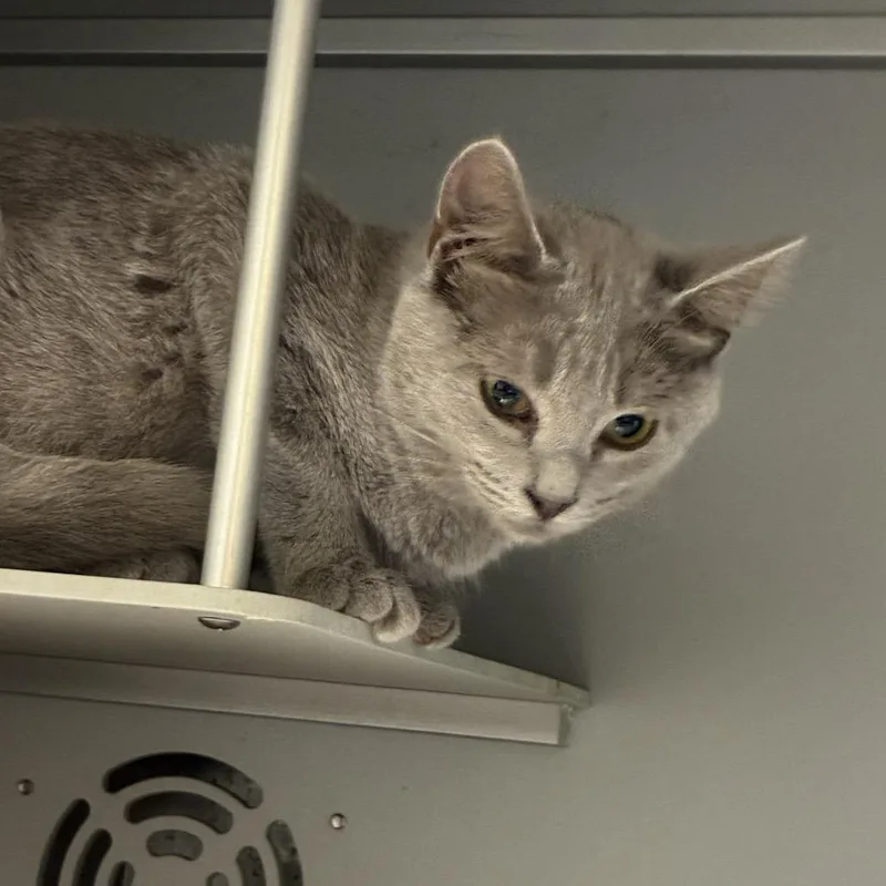 A baby small-sized female Gray / Blue / Silver Domestic Short Hair cat named Nutty Buddy for adoption in Columbus, NC