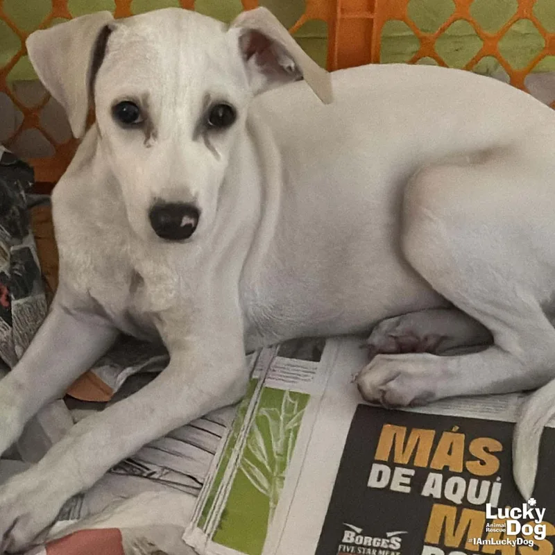 A baby large-sized female Labrador Retriever dog named Ms. Mel for adoption in Washington, DC