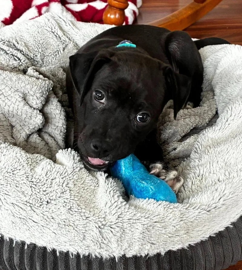 A baby medium-sized female Terrier dog named Earthquake for adoption in Wintersville, OH