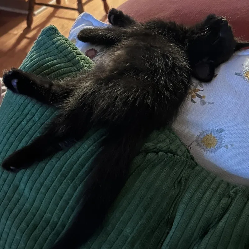A baby small-sized male Black Domestic Short Hair cat named Cary for adoption in Evanston, IL