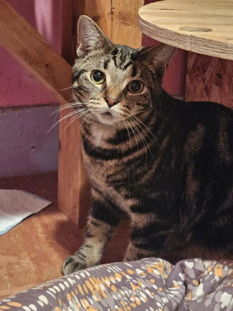 An adult medium-sized female Domestic Short Hair cat named Heiress for adoption in Adrian, MI