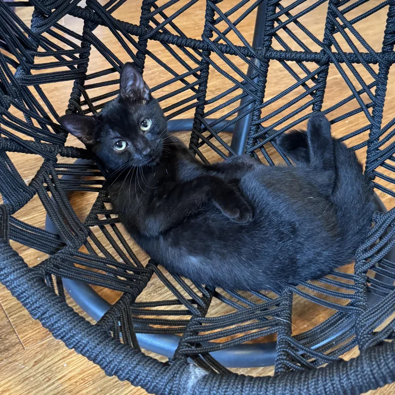 A baby small-sized female Black Domestic Short Hair cat named Nova for adoption in East Northport, NY