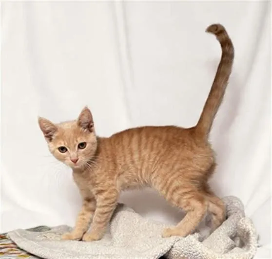 A baby medium-sized male Domestic Short Hair cat named Matthew for adoption in Lancaster, CA