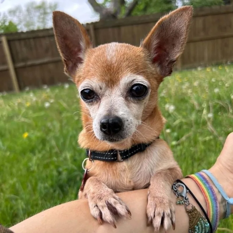 A senior small-sized female Red / Chestnut / Orange Chihuahua dog named Mimi for adoption in Green Bay, WI
