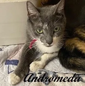 A young medium-sized female Gray & White Domestic Short Hair cat named Andromeda Aka Luna  for adoption in Southern Pines, NC