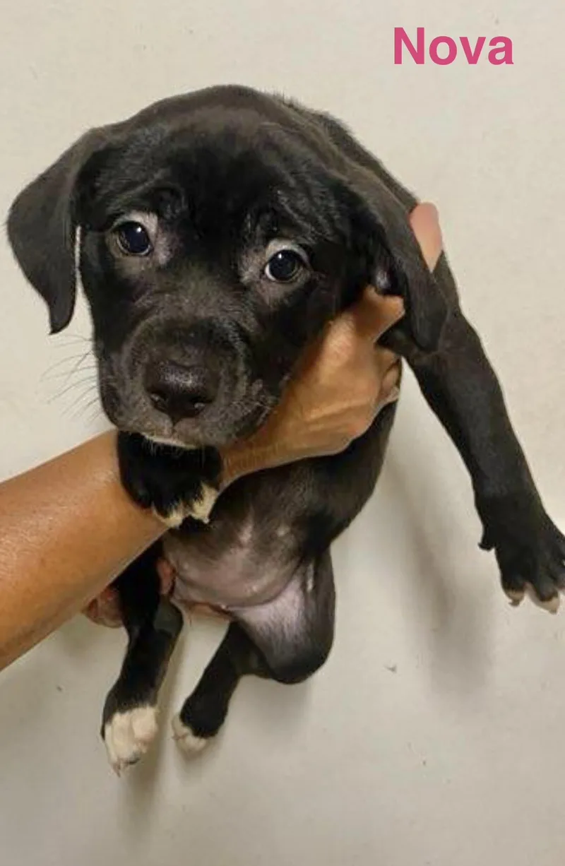 A baby medium-sized female Labrador Retriever dog named Nova for adoption in Manchester, CT