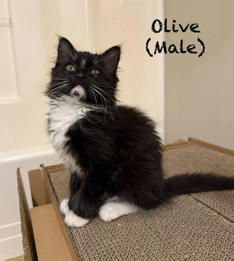 A baby large-sized male Domestic Long Hair cat named Olive for adoption in Oakboro , NC