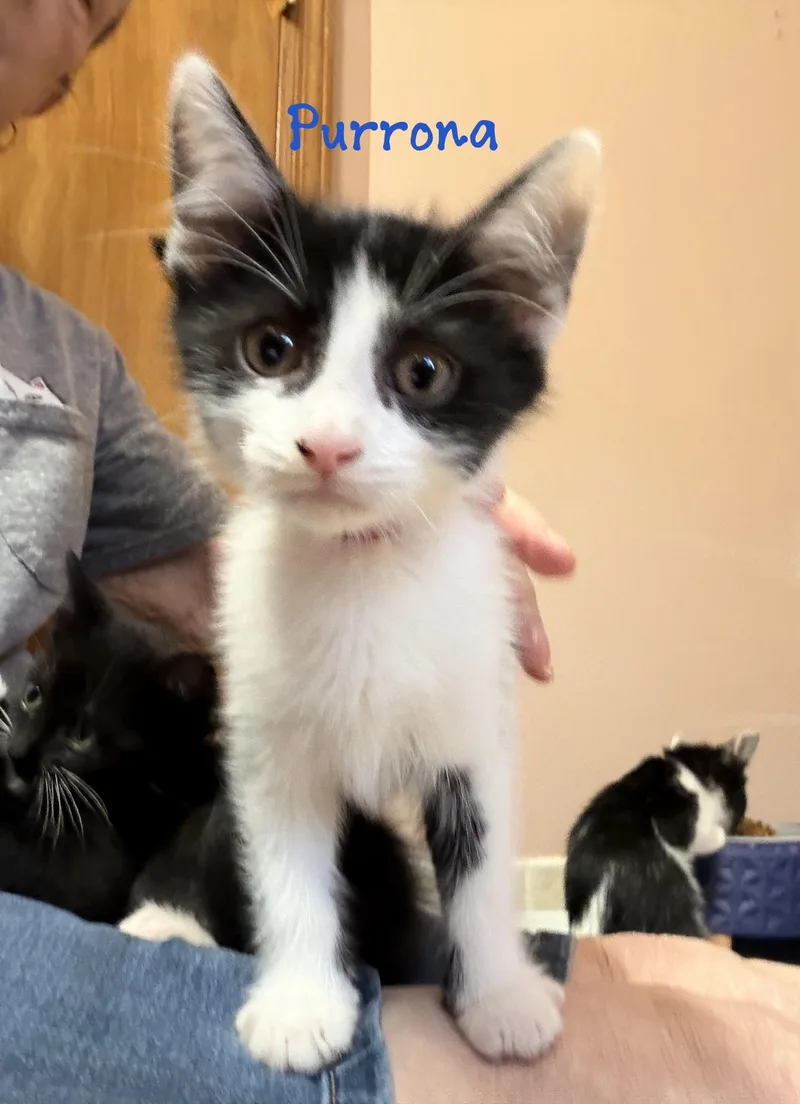 A baby medium-sized female Black & White / Tuxedo Domestic Short Hair cat named Purrona for adoption in Murfreesboro, TN