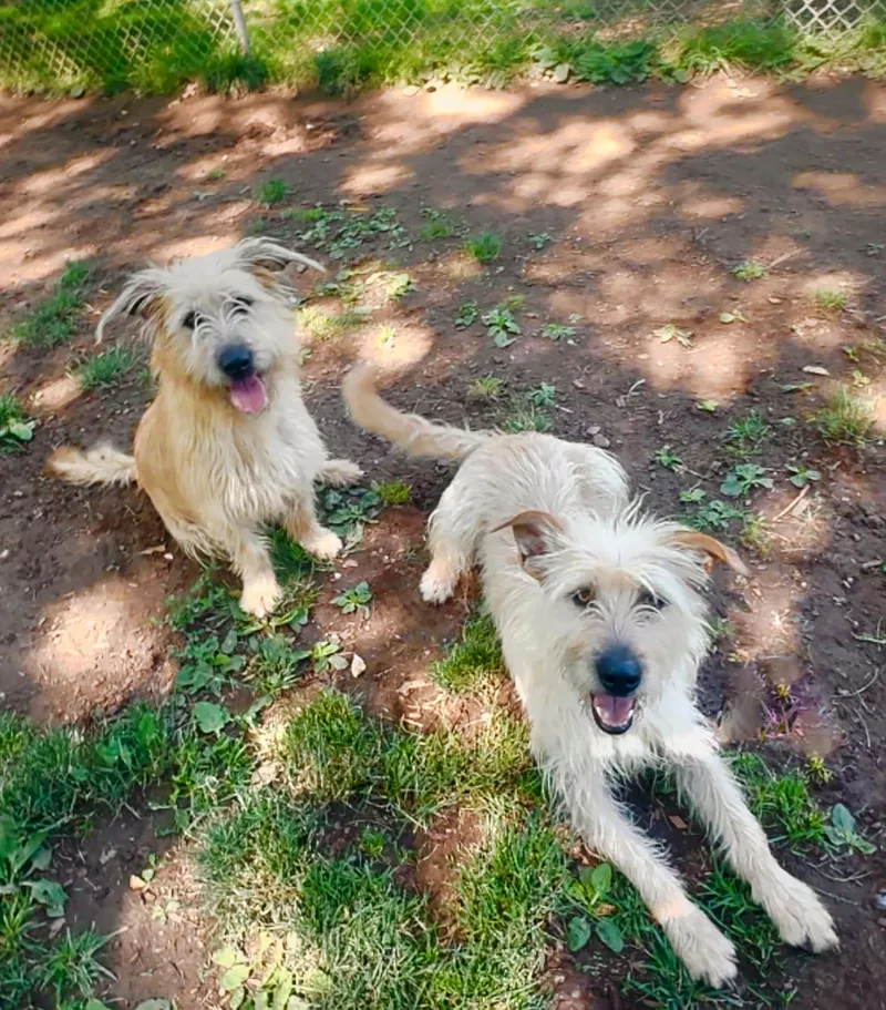 An adult small-sized female Golden Terrier dog named Ginny & Georgia for adoption in Albuquerque, NM