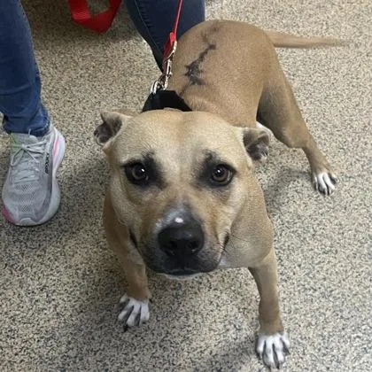 An adult medium-sized female Mixed Breed dog named Boo for adoption in Merriam, KS