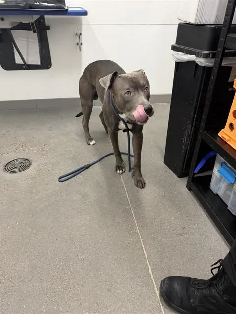 An adult large-sized male Pit Bull Terrier dog named Dom for adoption in Mesa, AZ