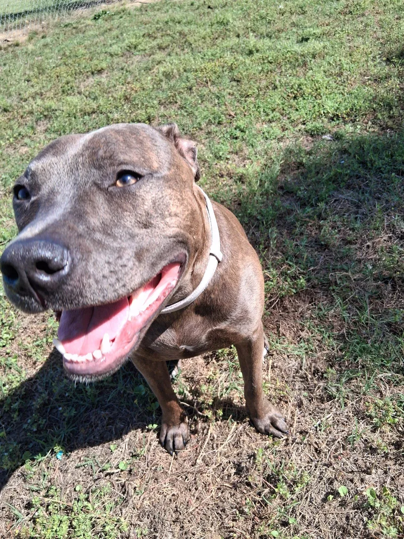An adult medium-sized female Pit Bull Terrier dog named Athena The Pittie for adoption in Holly Springs, NC