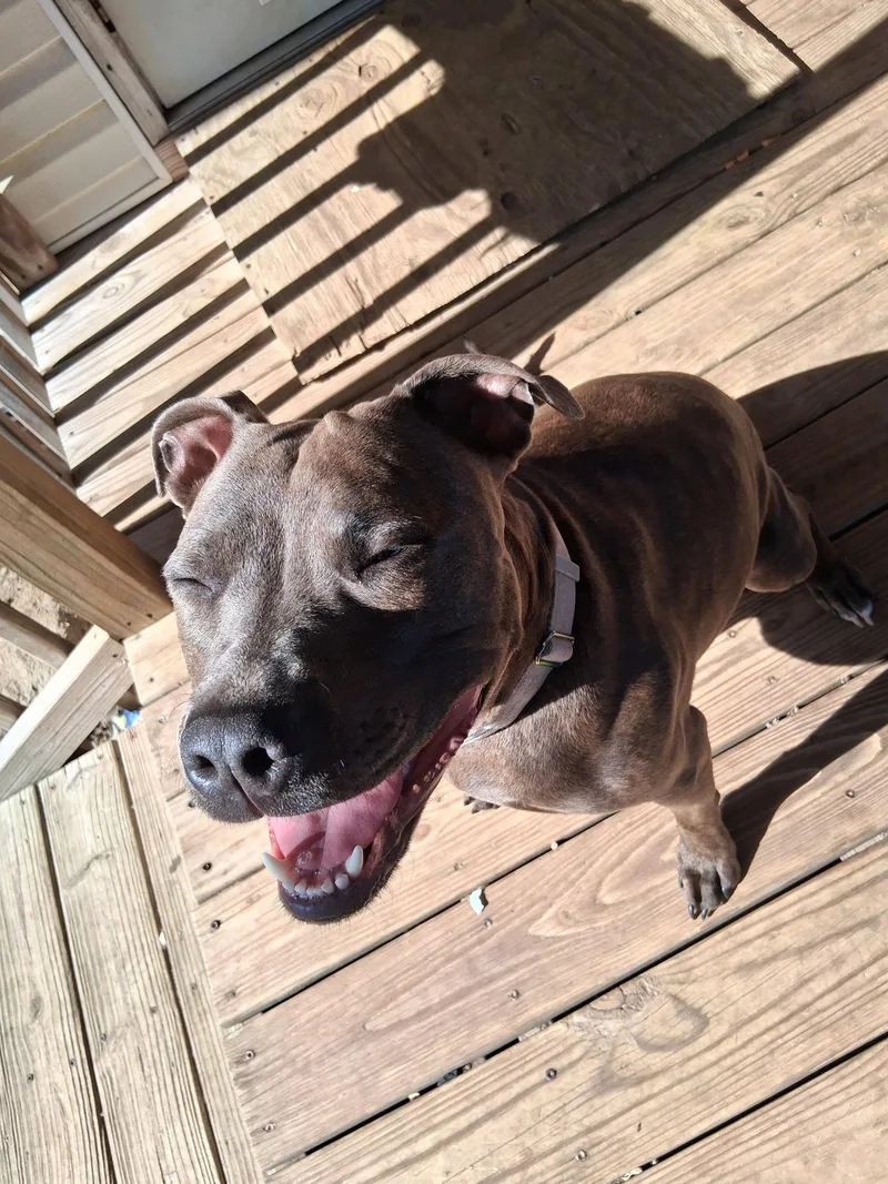 Athena The Pittie thumbnail 2