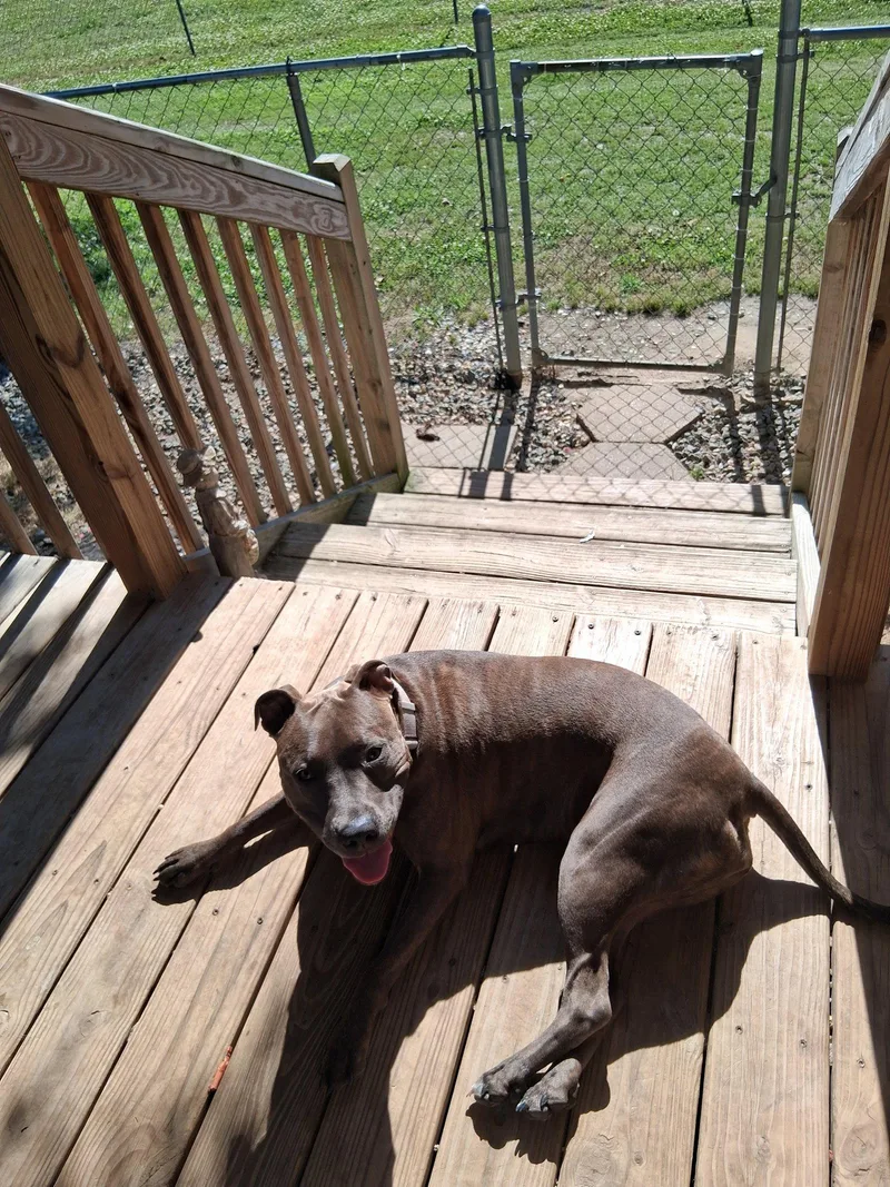 Athena The Pittie thumbnail 3