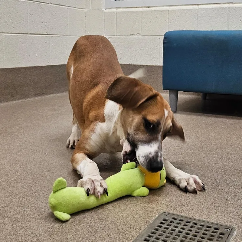 Quicksilver thumbnail 6