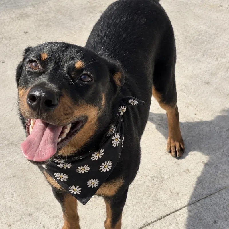 A young medium-sized female Rottweiler dog named Nixie for adoption in Pilot Point, TX