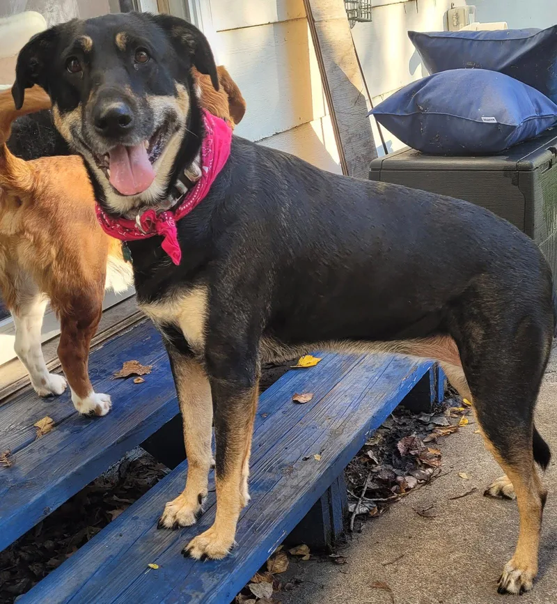 An adult large-sized female Shepherd dog named Calaya Kali for adoption in Brooklyn Center, MN