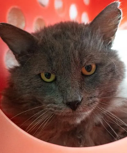 An adult medium-sized male Blue Cream Domestic Long Hair cat named Smithers for adoption in Encinitas, CA