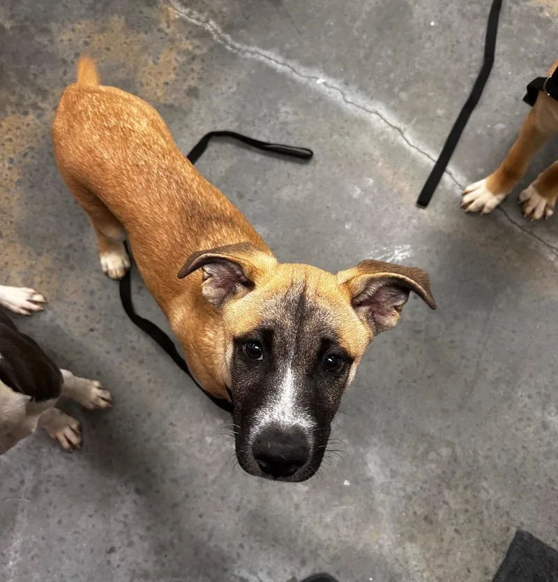 A baby medium-sized male Shepherd dog named Nicholas for adoption in Gautier, MS