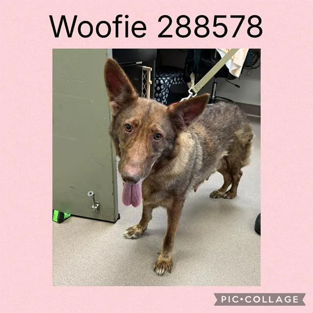 An adult large-sized female German Shepherd Dog dog named Woofie for adoption in Macon, GA