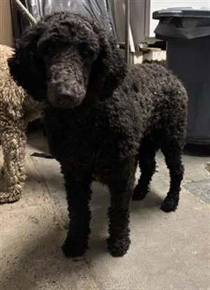A young large-sized female Poodle dog named Licorice for adoption in Camarillo, CA