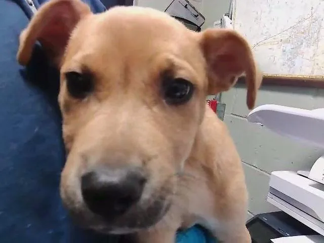 A baby small-sized male Pit Bull Terrier dog named Sprout for adoption in Tulsa, OK