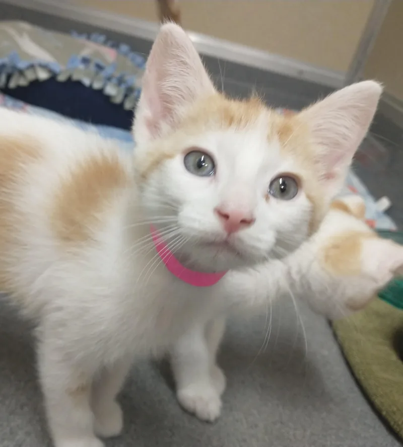 A baby medium-sized female Orange & White Domestic Short Hair cat named Polka for adoption in Tomah, WI