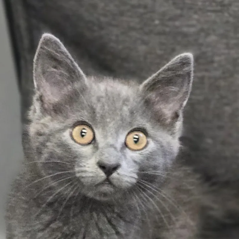 A baby small-sized male Gray / Blue / Silver Domestic Short Hair cat named Yoda for adoption in Lexington, SC