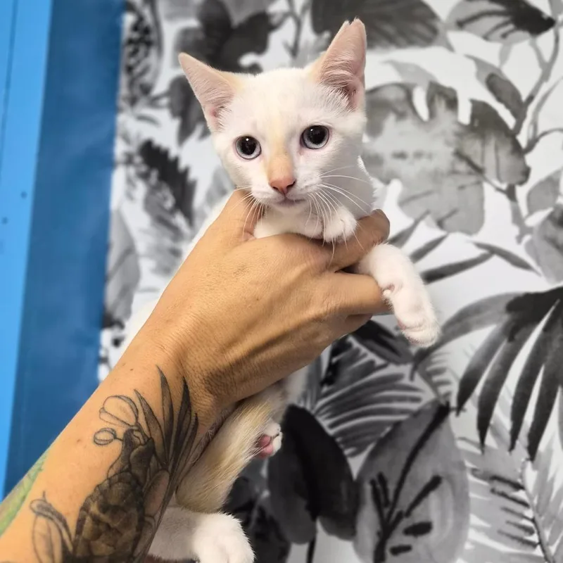 A baby small-sized male White Domestic Short Hair cat named Coconut for adoption in Wahiawa, HI