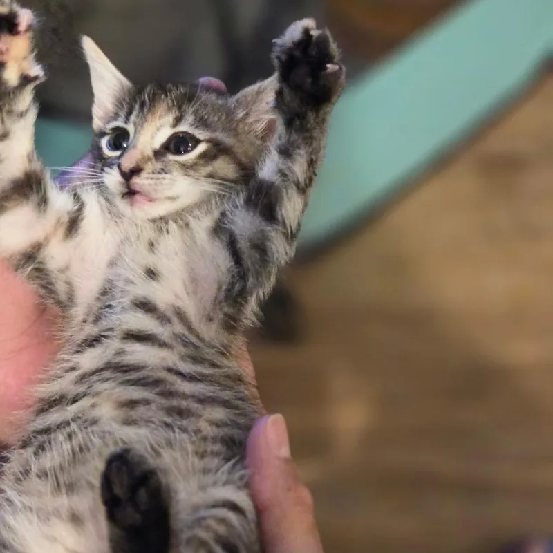 A baby small-sized female Gray / Blue / Silver Domestic Short Hair cat named Princess Helaena of MeowSquadNYC for adoption in Howard beach, NY