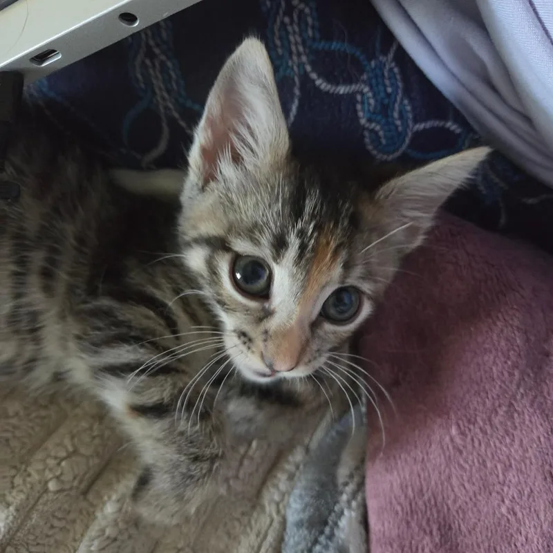 Princess Helaena of MeowSquadNYC thumbnail 2
