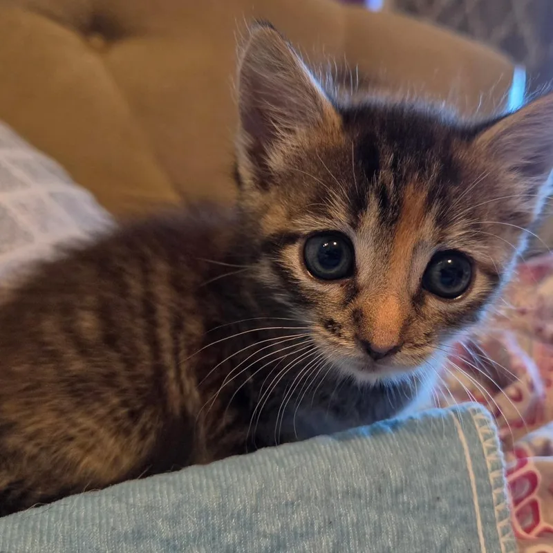 Princess Helaena of MeowSquadNYC thumbnail 3