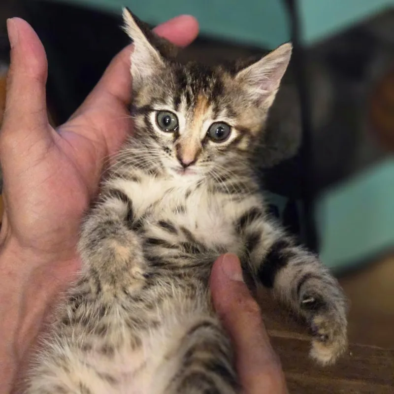Princess Helaena of MeowSquadNYC thumbnail 6