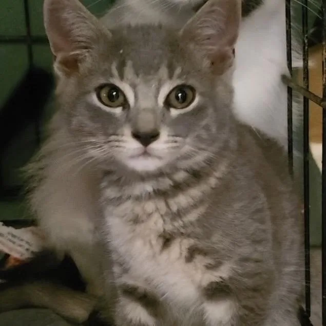 A baby small-sized male Gray / Blue / Silver Domestic Short Hair cat named Mack for adoption in Long Beach, CA