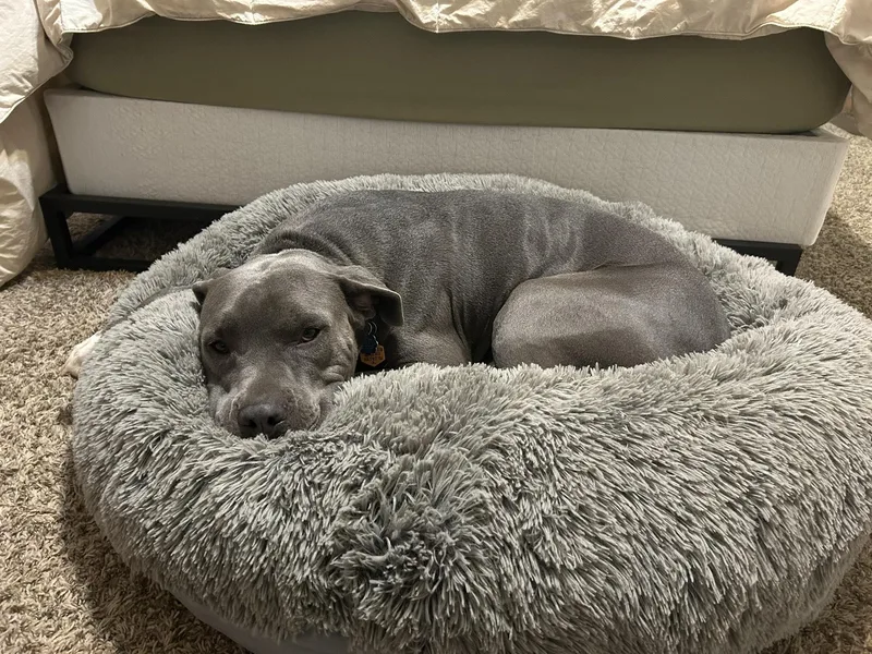 An adult large-sized male Gray / Blue / Silver American Staffordshire Terrier dog named Harley for adoption in Albuquerque, NM